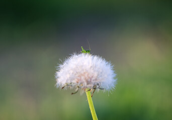 Green grasshopper on a dandelion