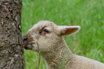 cute lamb close-up portrait