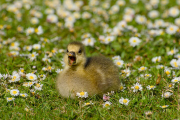 gosling of greylag goose is lying on the daisy meadow close-up