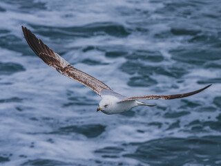seagull flying over the sea