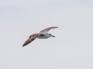 a beautiful seagull flying in the sky