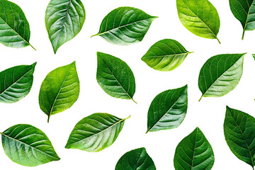 Fresh Green Leaves Isolated on Black Background for Nature Decor