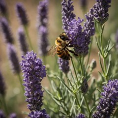Bee Collecting Pollen on a Vibrant Lavender Flower