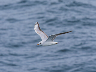 seagull flying over the sea