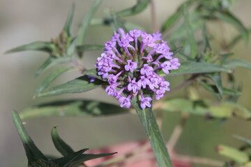 A Field basil (Ziziphora capitata) flower in spring