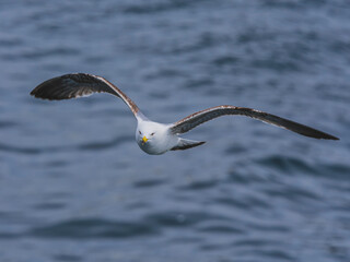 seagull flying over the sea
