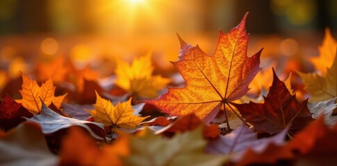Fototapeta premium Close-up of assorted autumn leaves, sunlit, crisp detail, texture, detail