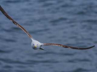 seagull flying over the sea