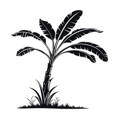 Silhouette of a Banana Tree