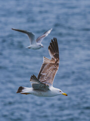 seagull flying over the sea
