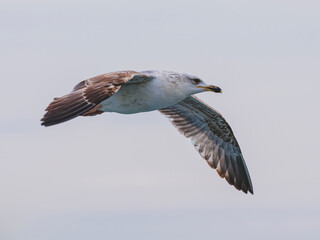 a beautiful seagull flying in the sky