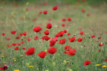 Obraz premium poppy field in spring time 
