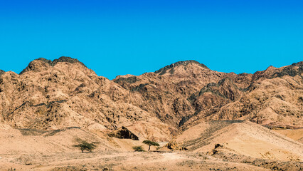 trees in the desert of egypt against the backdrop of high rocky mountains