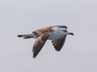 a beautiful seagull flying in the sky