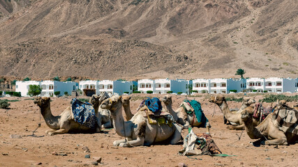 many camels rest on the sand near in Egypt