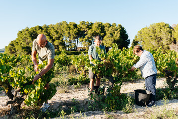Organic Grape Harvest Activity at a Farm With Farmers Working in the Fields