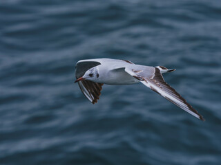 seagull flying over the sea