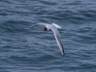 seagull flying over the sea