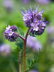 Closeup of Phacelia Tanacetifolia or Scorpionweed flower
