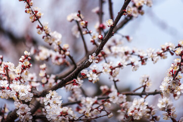 beautiful photos of spring, blooming trees in the garden