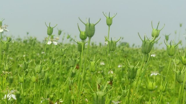 Field of black cumin seeds plants. Selective focus.