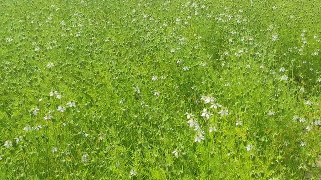 Black cumin flowers on a sunny day. Summer season. 4k.