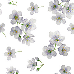 Seamless pattern of apple blossoms. Watercolor illustration. White background. For design, backgrounds