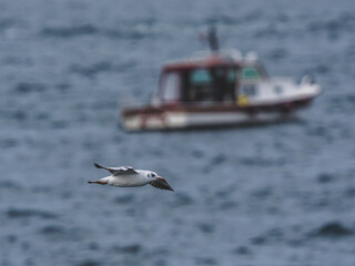 seagull flying over the sea