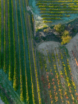 Colorful aerial view of vineyard rows with autumn foliage in La Rioja, Spain, conveying organic farming, seasonal transitions and landscape harmony for editorial content.