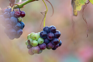 Macro shot of multi-colored grape clusters during veraison, La Rioja, Spain, showing grape development, organic textures, and natural light perfect for wine production themes.