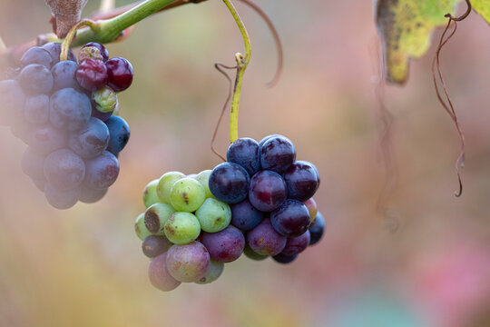 Macro shot of multi-colored grape clusters during veraison, La Rioja, Spain, showing grape development, organic textures, and natural light perfect for wine production themes.