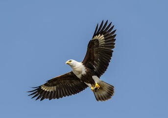 Obraz premium Majestic African Fish Eagle soars gracefully through clear blue sky today