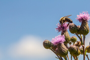 Centaurea scabiosa subsp. apiculata, Centaurea apiculata, Compositae. Wild plant shot in summer