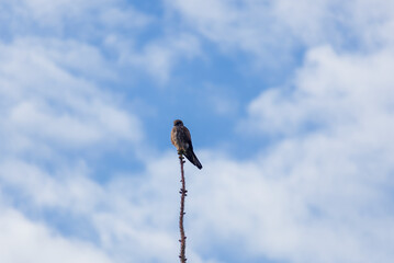 Common kestrel, falco tinnunculus bird sitting on top of tree with sky. Czech wildlife background