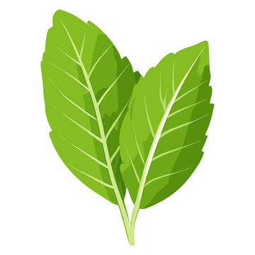 Culinary mint leaf Icons leaves herbs illustration vector
