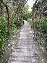 Obraz premium Serene Mangrove Walkway at Rising Tide