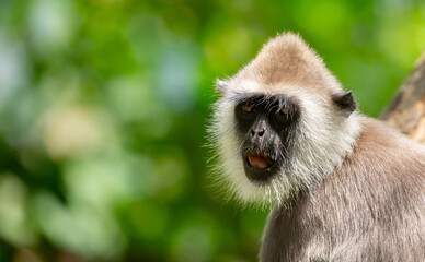 Gray hanuman langurs on a tree. Monkeys in the wild in the jungles of Sri Lanka. Troop of monkeys on trees. Wildlife scene with wild animals.