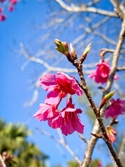 Red Taiwan Cherry Blossoms Against a Blue Sky