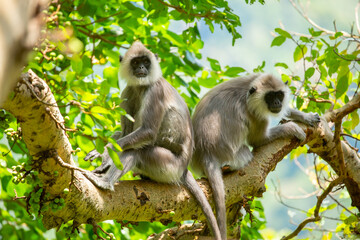 Gray hanuman langurs on a tree. Monkeys in the wild in the jungles of Sri Lanka. Troop of monkeys on trees. Wildlife scene with wild animals.