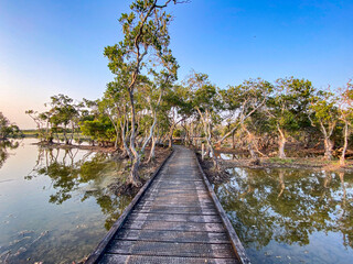 Naklejka premium Wooden Path Through Mangrove Trees with Water Reflection