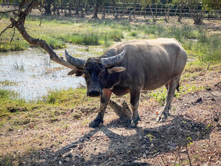 Water Buffalo Standing in Field