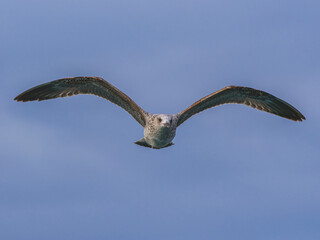 seagull flying beautiful blue sky