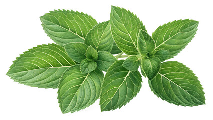 Top View of Mint Leaf Cluster With Distinct Veins on Transparent Background for Food, Health, and Organic Culinary Visuals