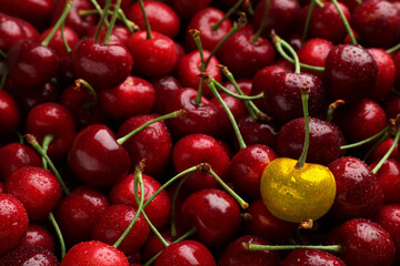 Golden cherry among red ones. Different, unique, special