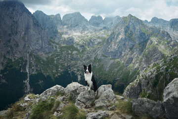 A Border Collie stands on a rocky mountain ledge, overlooking a wide valley with distant peaks. The...