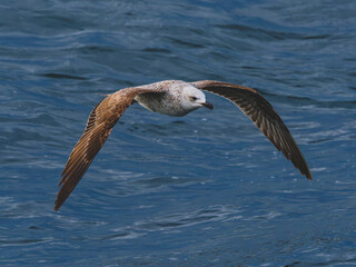 seagull flying over the sea