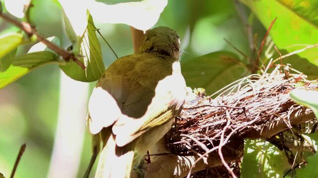 Bird feeding to baby bird on nest, bird nest