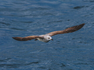 seagull flying over the sea