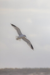 A majestic seagull is soaring gracefully and effortlessly against a beautiful cloudy sky, capturing the moment