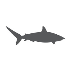 shark, fish, sea, animal, underwater, ocean, vector,
